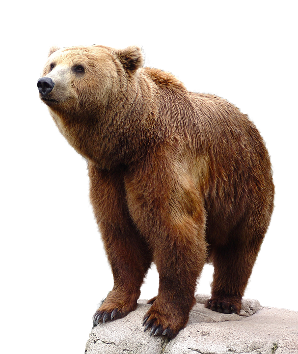 HD Front View Of Grizzly Bear
