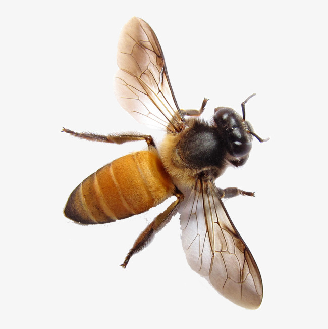 PNG HD Bee - 128850