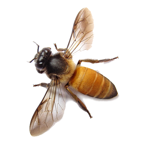 Bee Transparent PNG