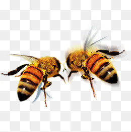 HD bee, Bee, Insect, Animal P