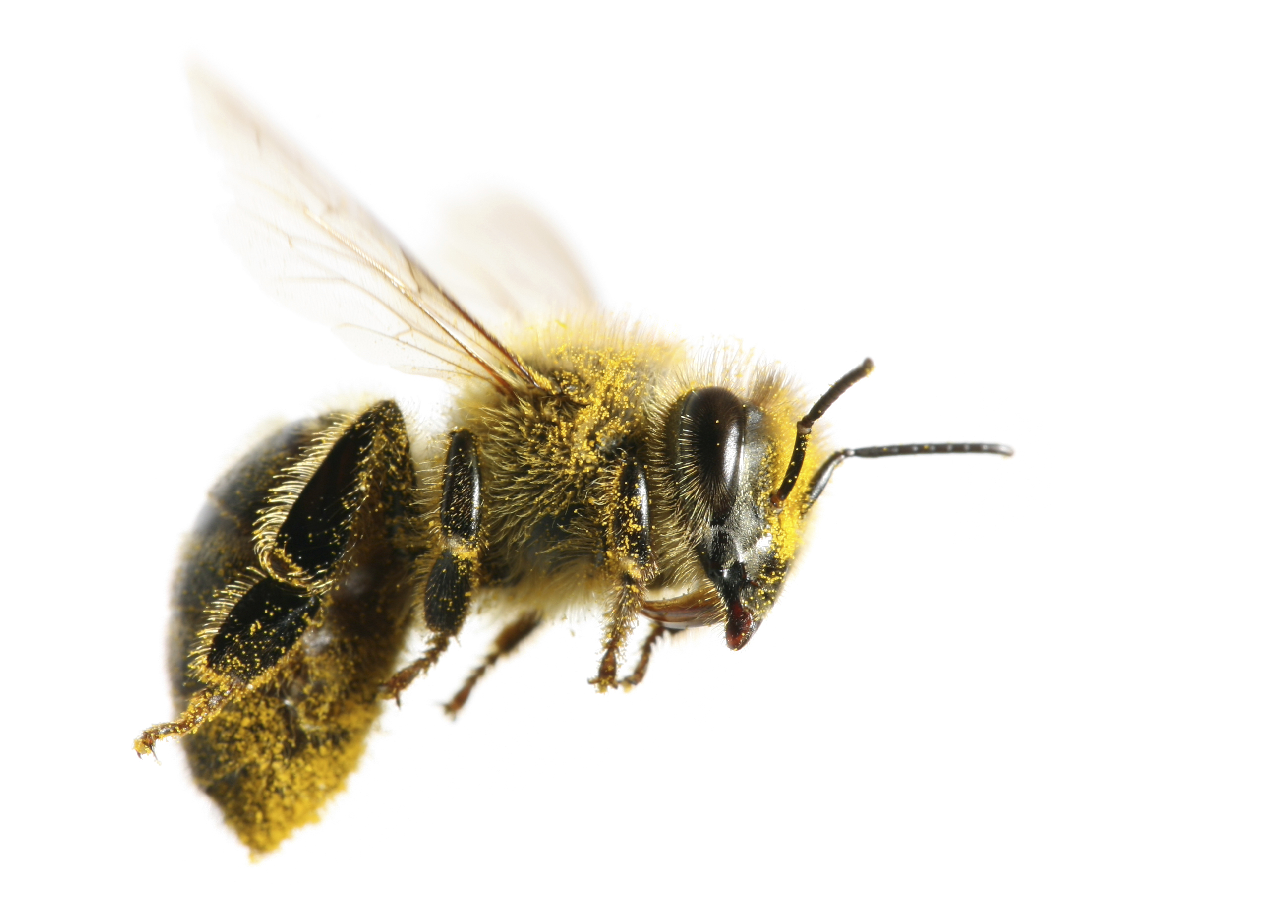 File:Honeybee by togopic.png