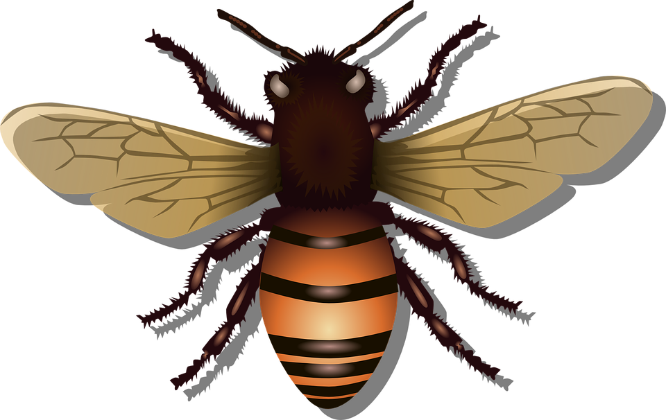 Honeybee, Bee, Insect, Fly, H