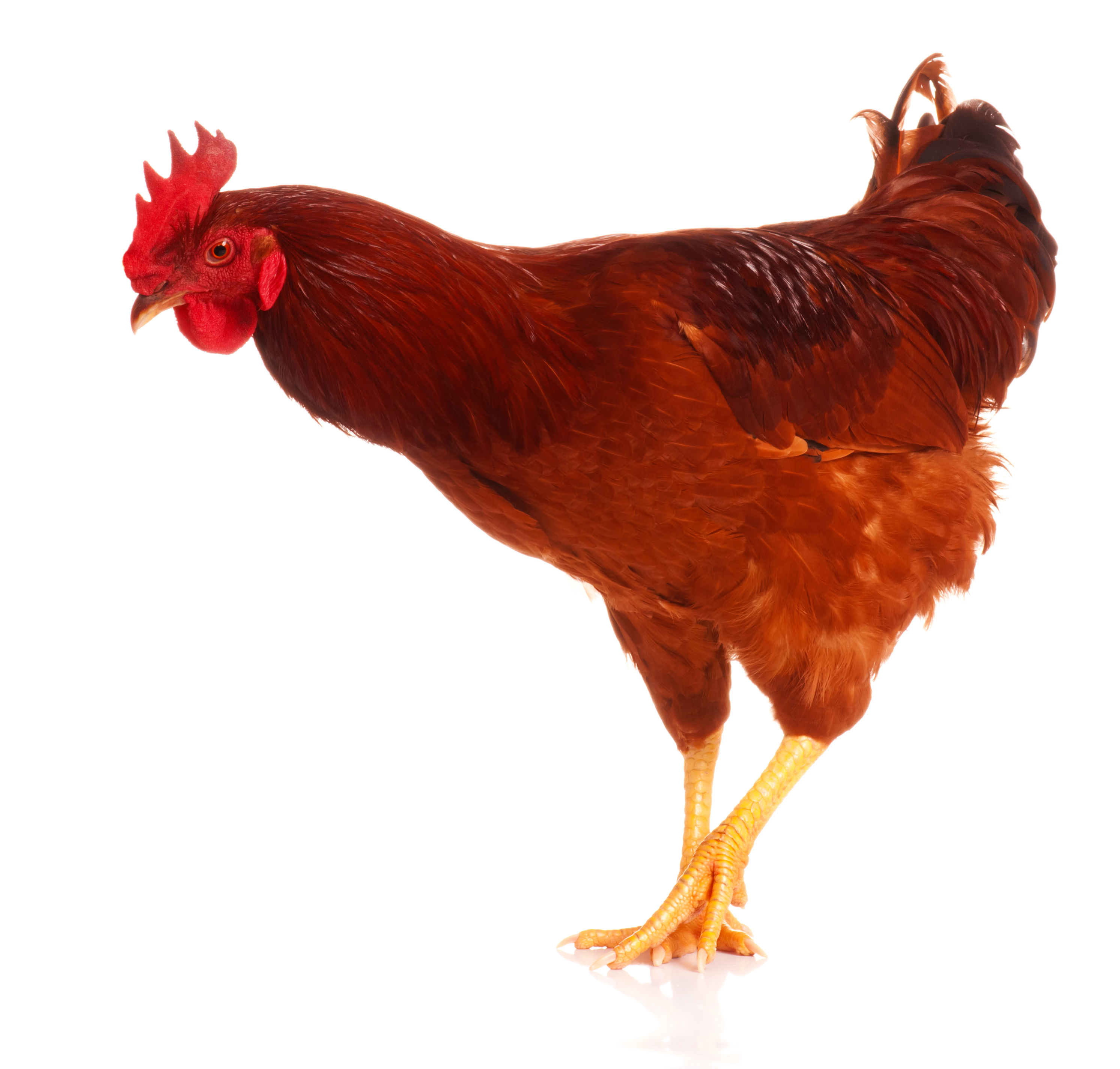 PNG HD Chicken - 140679