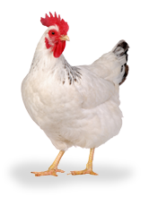 PNG HD Chicken - 140682