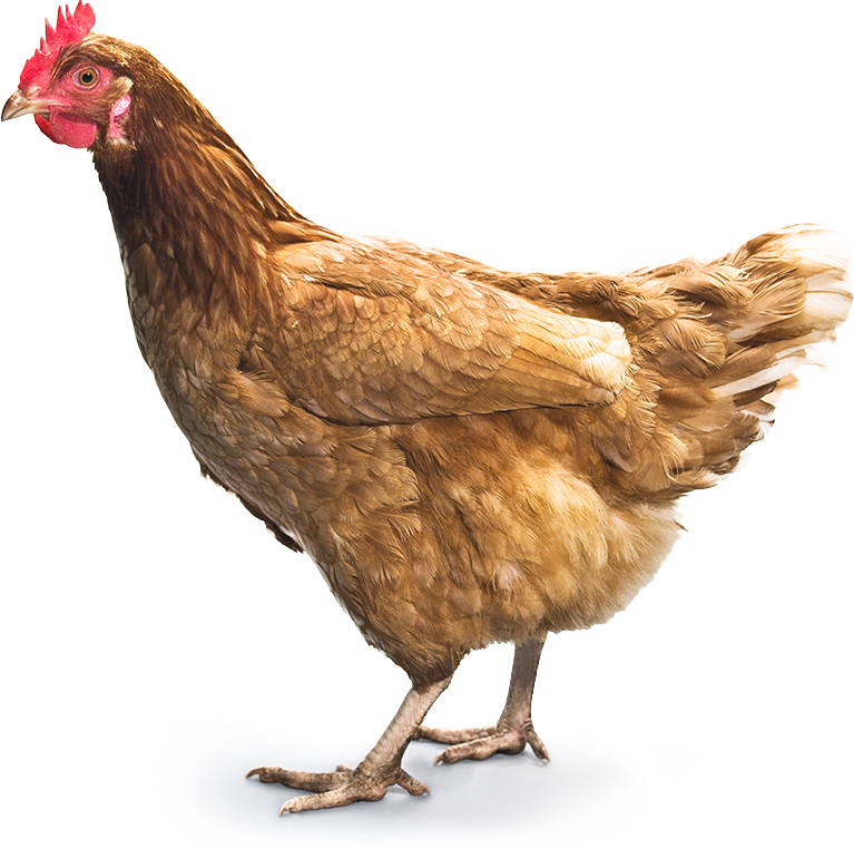 PNG HD Chicken - 140677