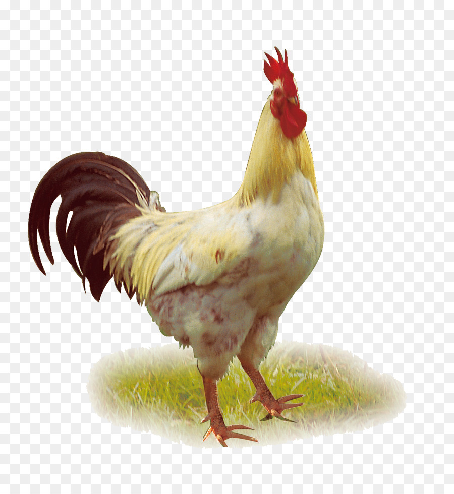 PNG HD Chicken - 140684