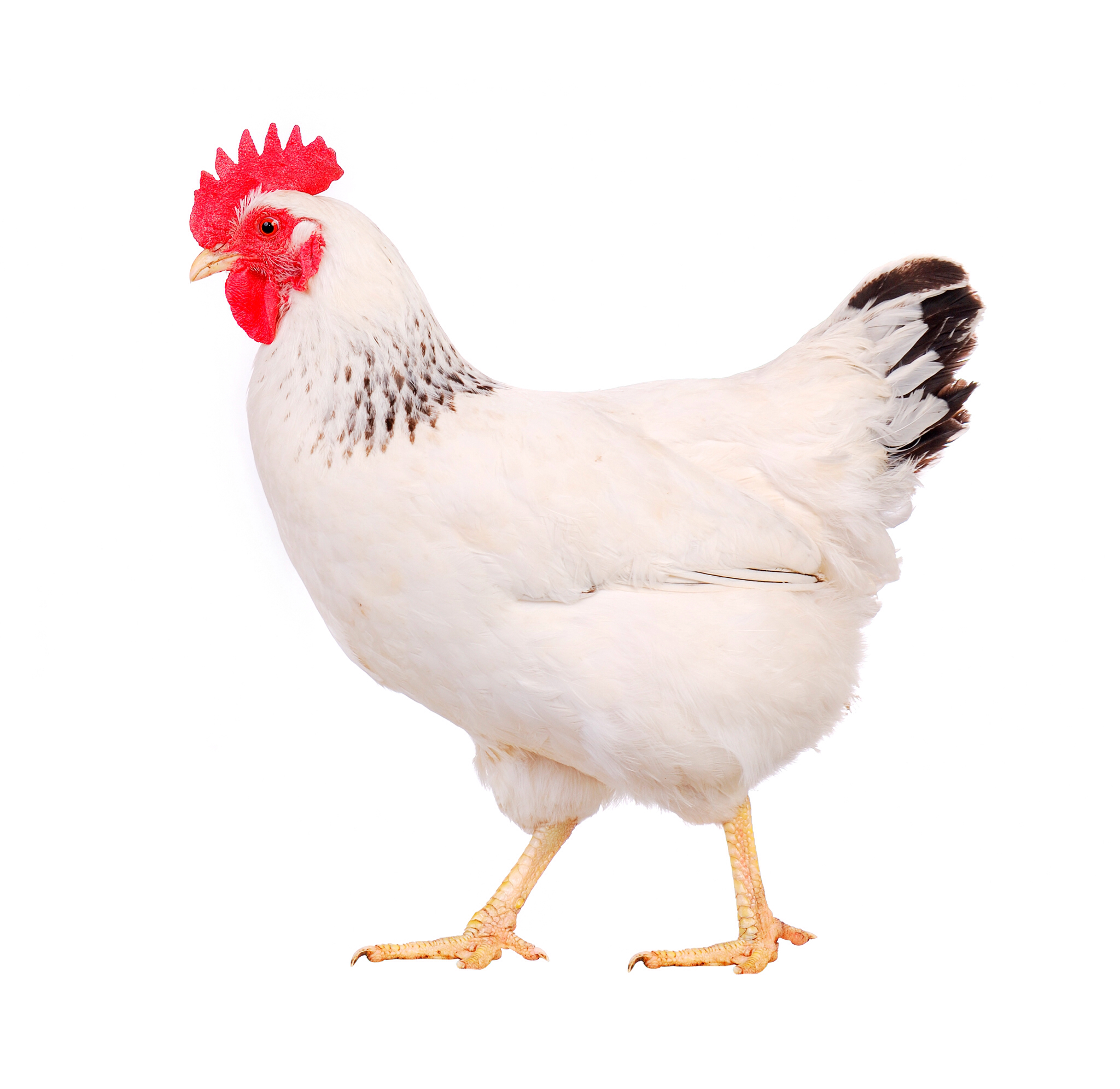 PNG HD Chicken - 140674
