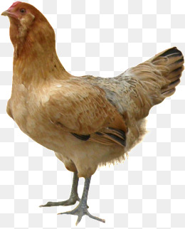 PNG HD Chicken - 140685