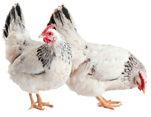 PNG HD Chicken - 140690