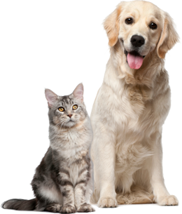 PNG HD Dogs And Cats - 120364