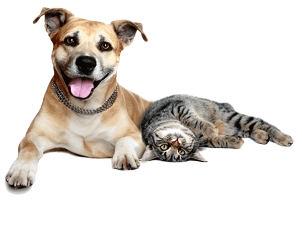 PNG HD Dogs And Cats - 120362