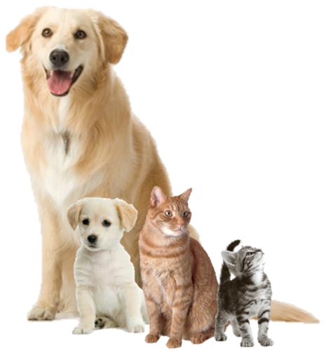 2 dogs and 2 cats- PNG by Lak