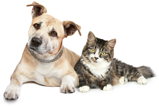 PNG HD Dogs And Cats - 120359