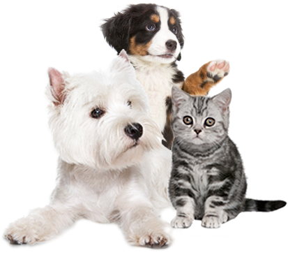 PNG HD Dogs And Cats - 120365