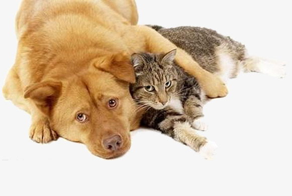 PNG HD Dogs And Cats - 120370