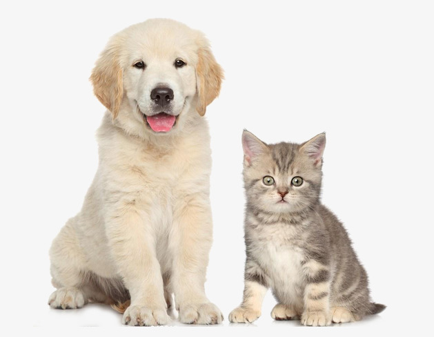 PNG HD Dogs And Cats - 120363