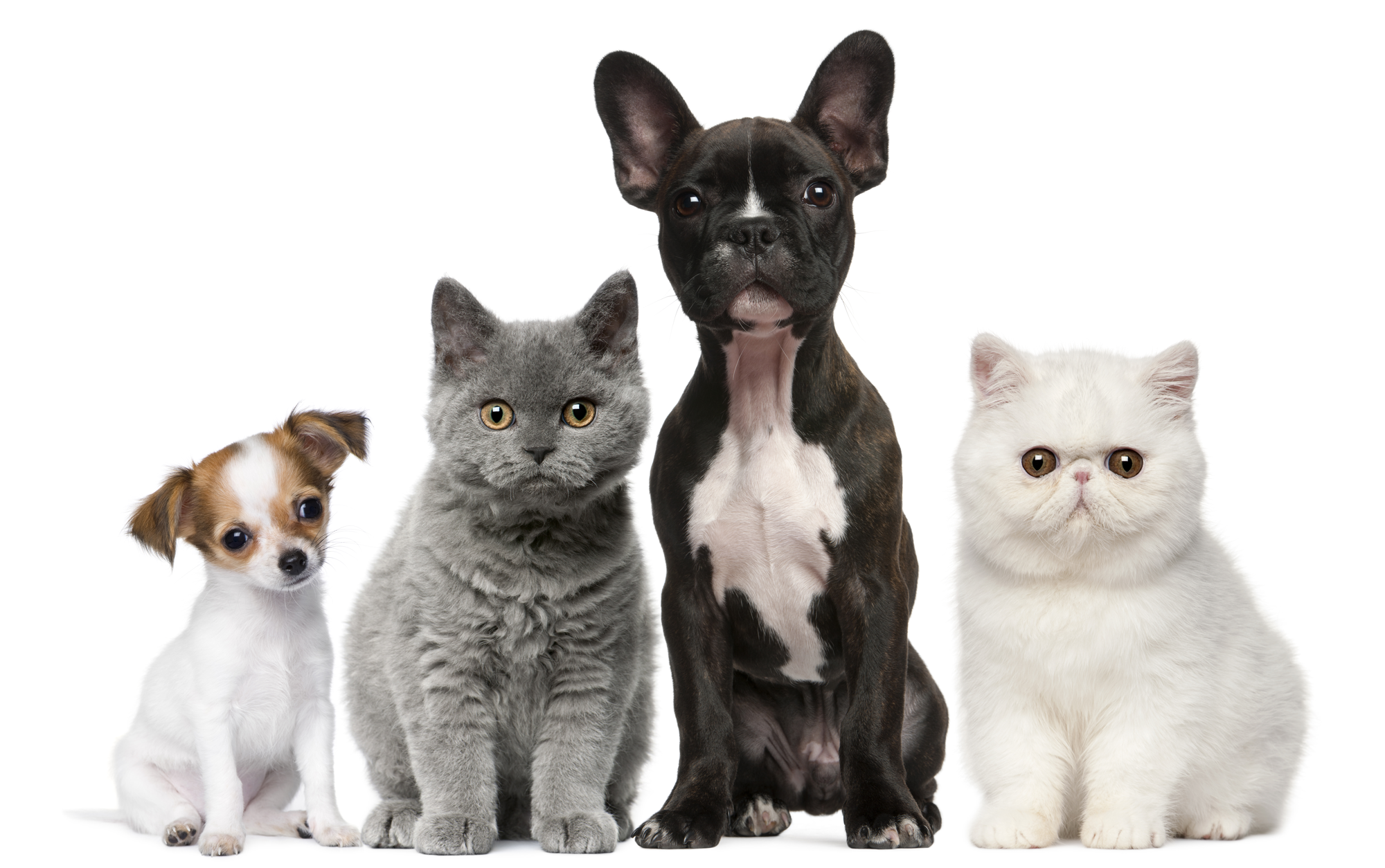 PNG HD Dogs And Cats - 120368