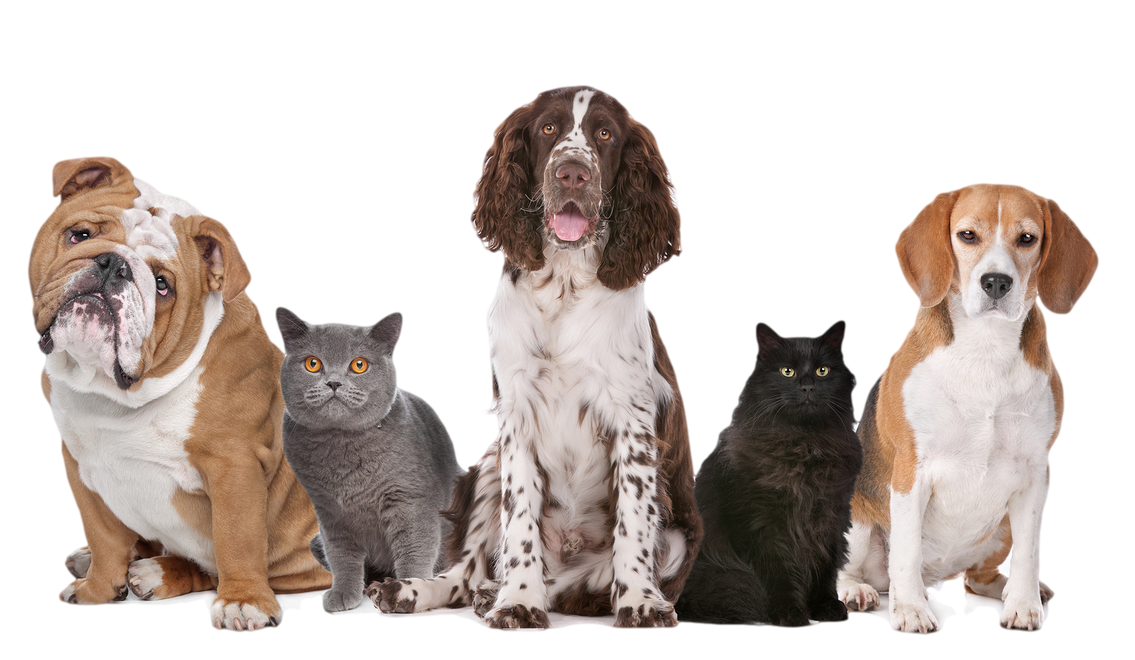 PNG HD Dogs And Cats - 120355