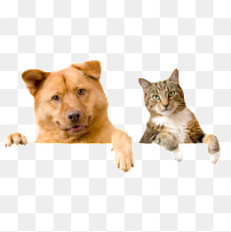 PNG HD Dogs And Cats - 120360