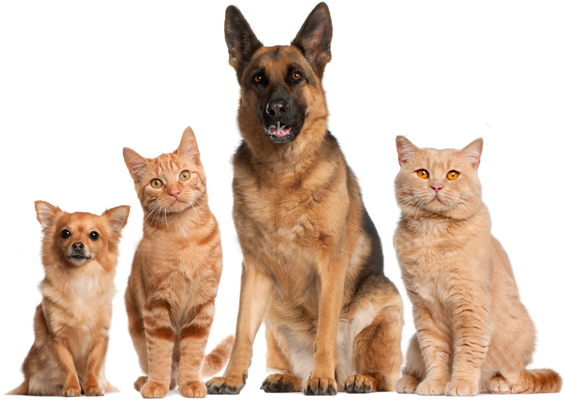 PNG HD Dogs And Cats - 120361