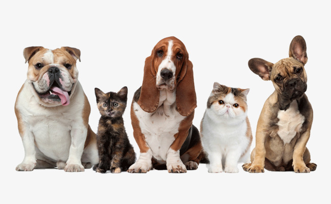 PNG HD Dogs And Cats - 120356