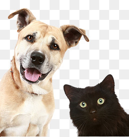 PNG HD Dogs And Cats - 120369