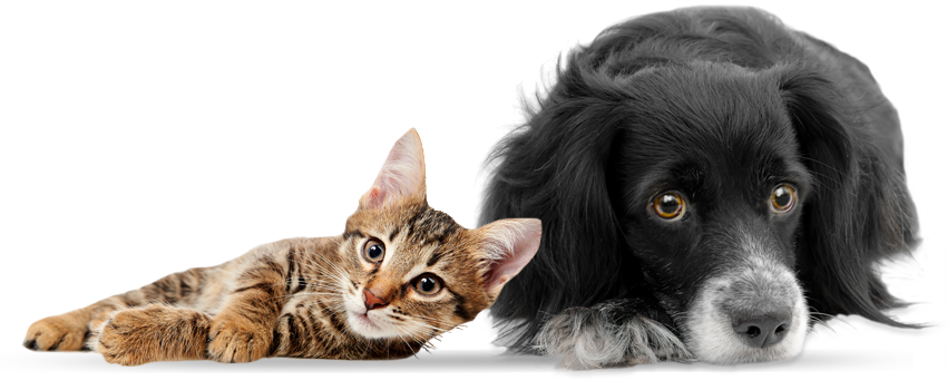PNG HD Dogs And Cats - 120358