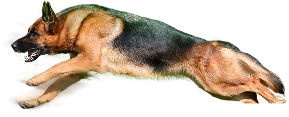 dog PNG image