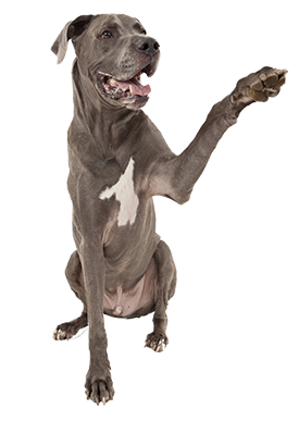 PNG HD Dogs - 123357