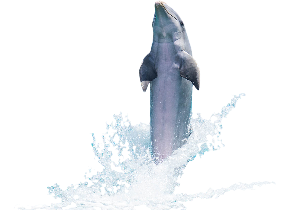 PNG HD Dolphin - 154286