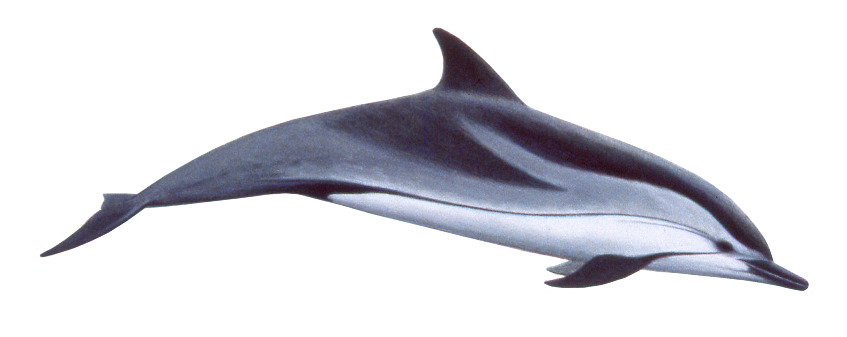 PNG HD Dolphin - 154289