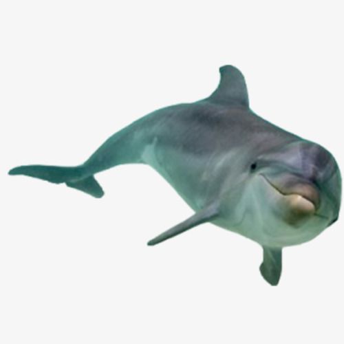 PNG HD Dolphin - 154294