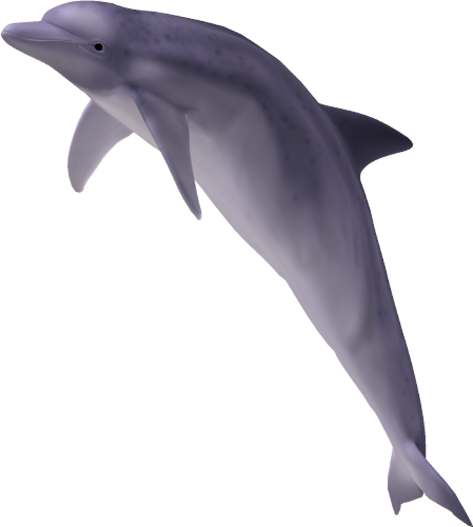 PNG HD Dolphin - 154293