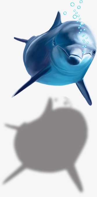 PNG HD Dolphin - 154304