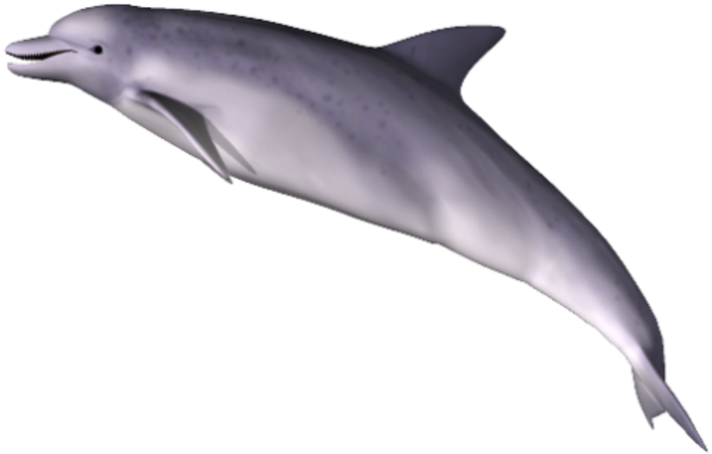 PNG HD Dolphin - 154291