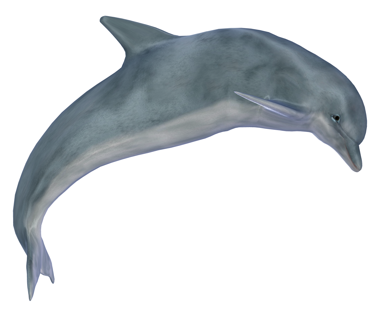 PNG HD Dolphin - 154288