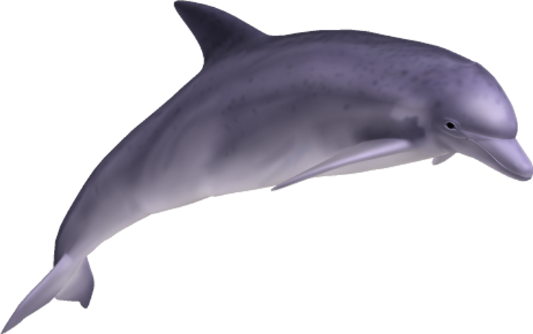 PNG HD Dolphin - 154290