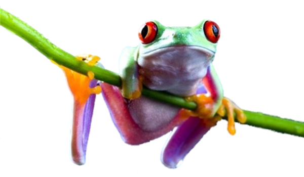 PNG HD Frog - 139078