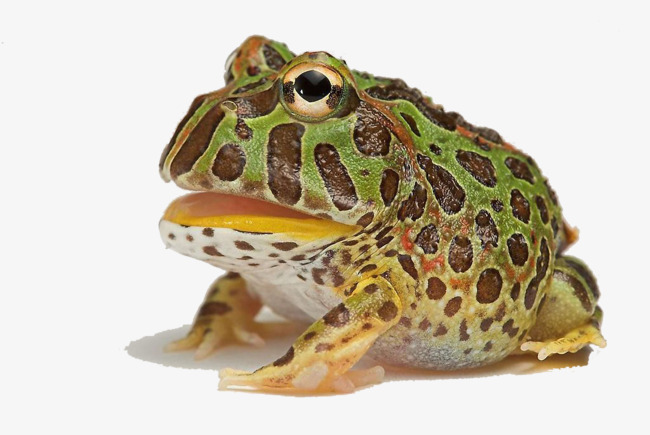 PNG HD Frog - 139080