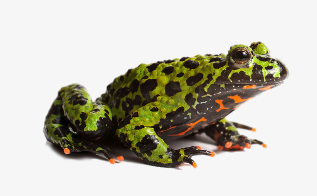 PNG HD Frog - 139079