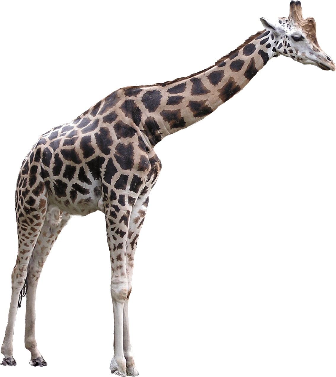 PNG HD Giraffe - 121333