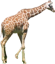 PNG HD Giraffe - 121337