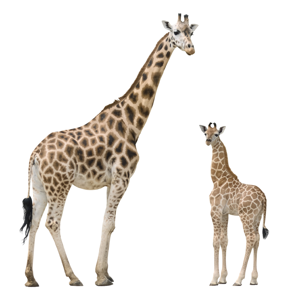 PNG HD Giraffe - 121324