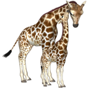 PNG HD Giraffe - 121336