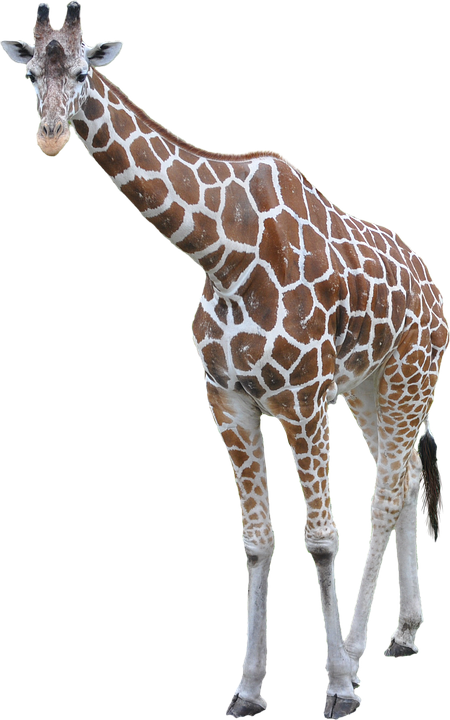 PNG HD Giraffe - 121330