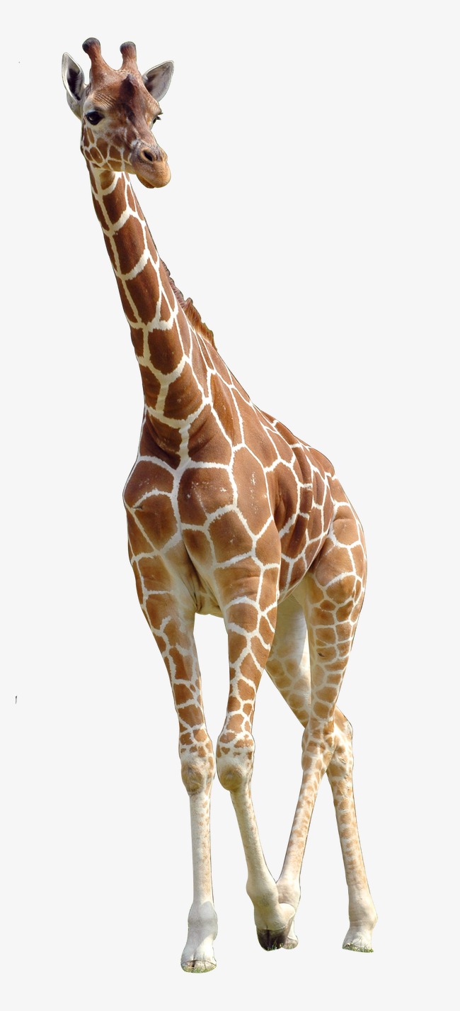 PNG HD Giraffe - 121329