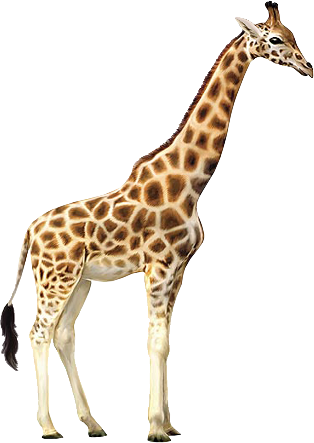 Giraffe, Animal, African, Lar