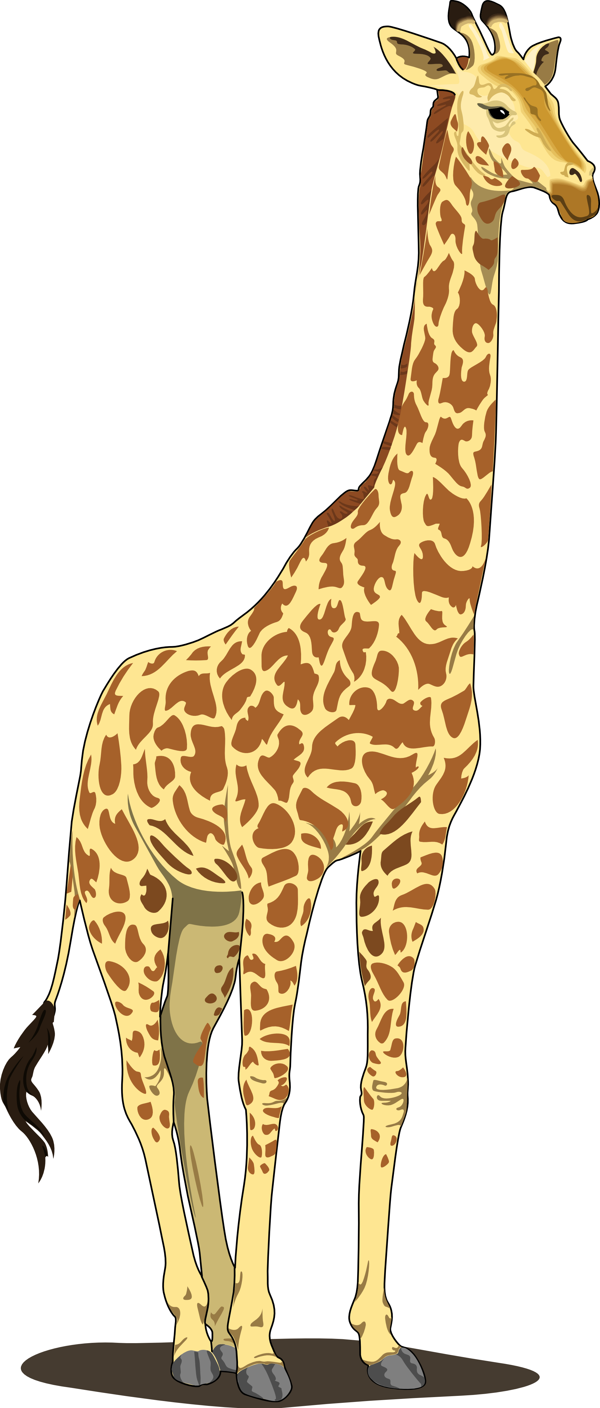 PNG HD Giraffe - 121338