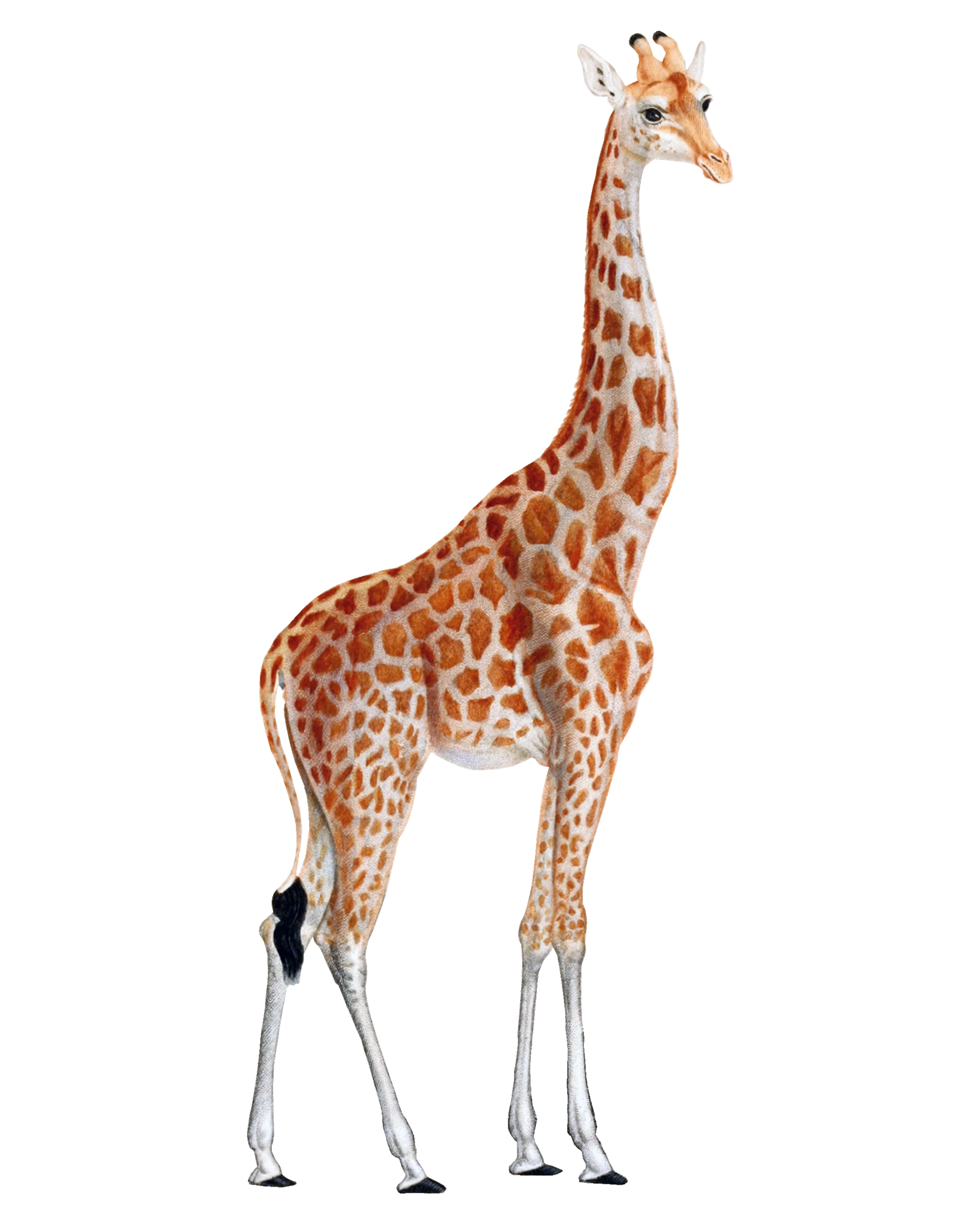 PNG HD Giraffe - 121331