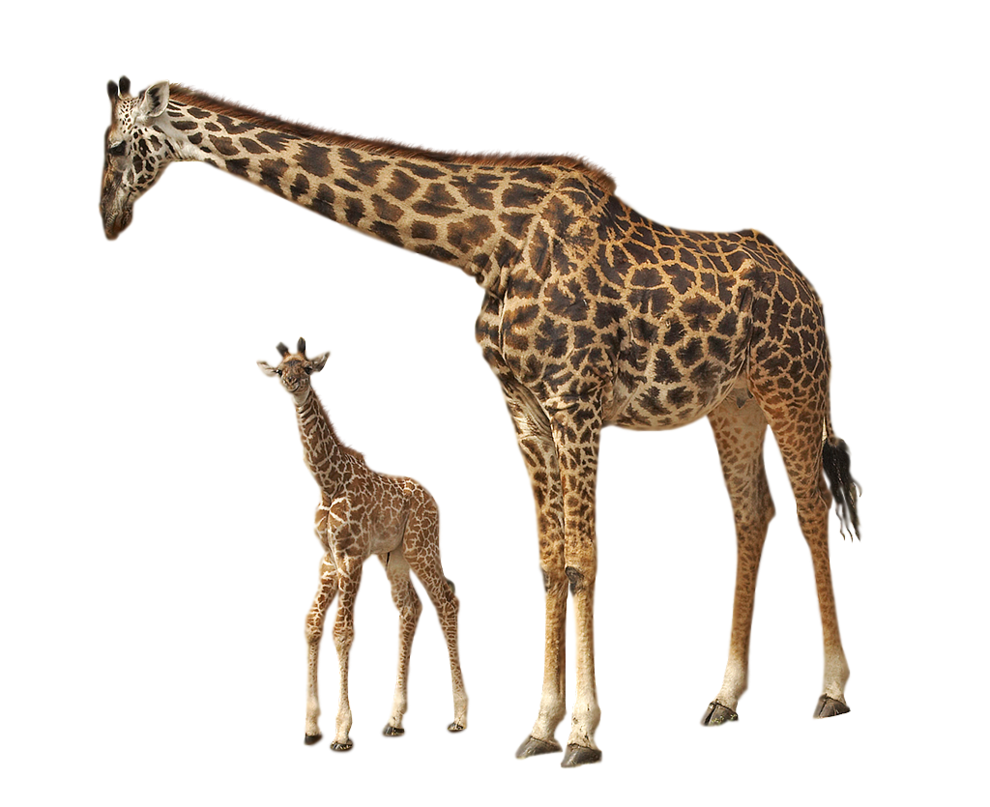 PNG HD Giraffe - 121328